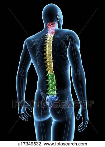 Human spine, illustration View Large Illustration Drawing - Human spine, illustration. Fotosearch