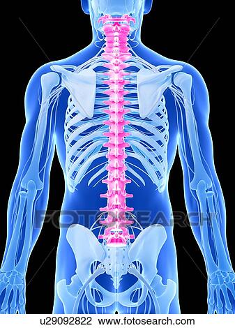 Human spine, illustration View Large Illustration Drawing - Human spine, illustration. Fotosearch