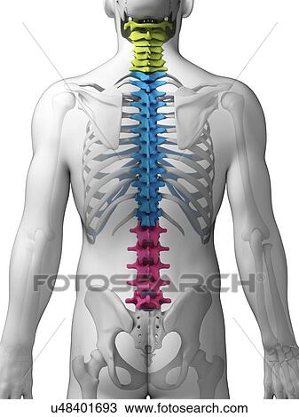 Drawing - Human spine, illustration. Fotosearch