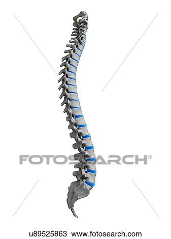 Drawing - Human spine, illustration. Fotosearch