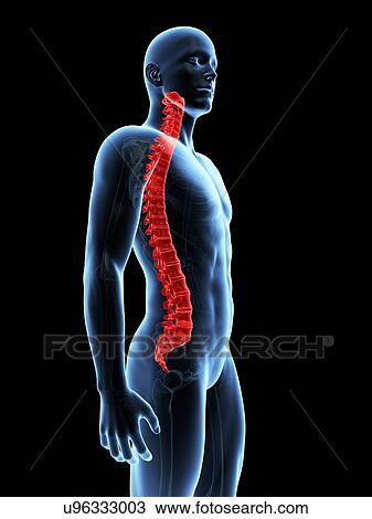 Drawing - Human spine, illustration. Fotosearch