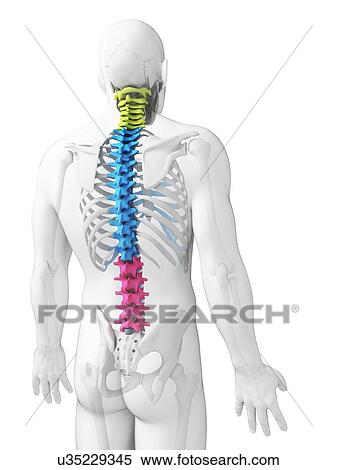 Stock Illustration - Human spine, illustration. Fotosearch