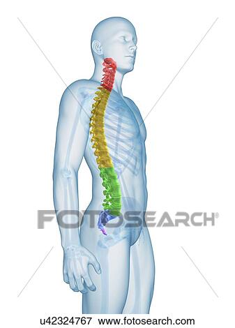 Stock Illustration - Human spine, illustration. Fotosearch