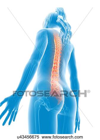 Stock Illustration - Human spine, illustration. Fotosearch