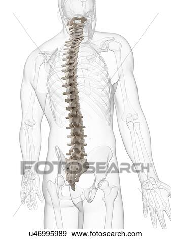 Human spine, illustration View Large Illustration Stock Illustration - Human spine, illustration. Fotosearch