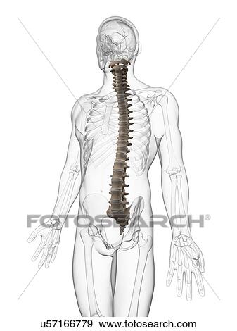 Human spine, illustration View Large Illustration Stock Illustration - Human spine, illustration. Fotosearch