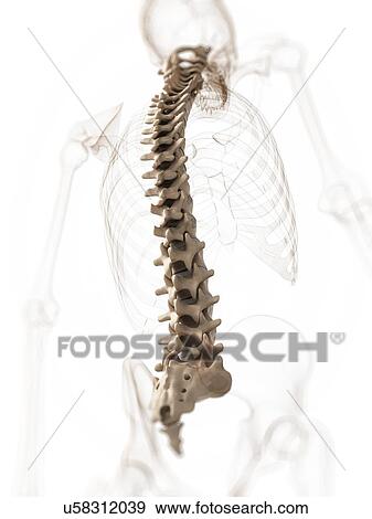 Human spine, illustration View Large Illustration Stock Illustration - Human spine, illustration. Fotosearch