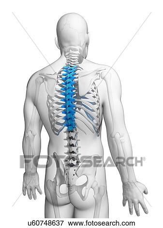 Human spine, illustration View Large Illustration Stock Illustration - Human spine, illustration. Fotosearch
