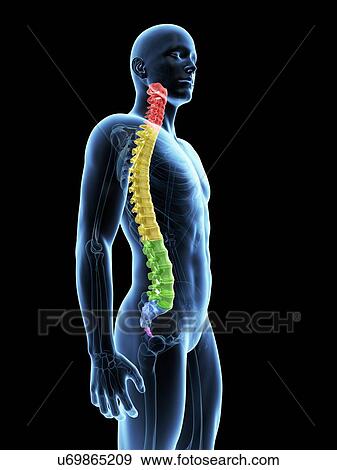 Human spine, illustration View Large Illustration Stock Illustration - Human spine, illustration. Fotosearch