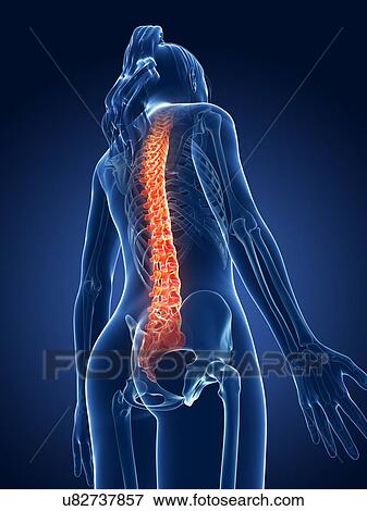 Human spine, illustration View Large Illustration Stock Illustration - Human spine, illustration. Fotosearch