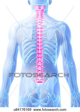 Human spine, illustration View Large Illustration Stock Illustration - Human spine, illustration. Fotosearch