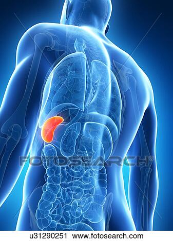 Clip Art - Human spleen, illustration. Fotosearch