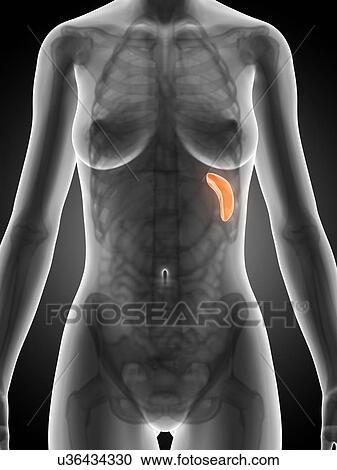 Human spleen, illustration View Large Illustration Clipart - Human spleen, illustration. Fotosearch