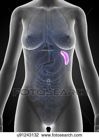 Drawing - Human spleen, illustration. Fotosearch