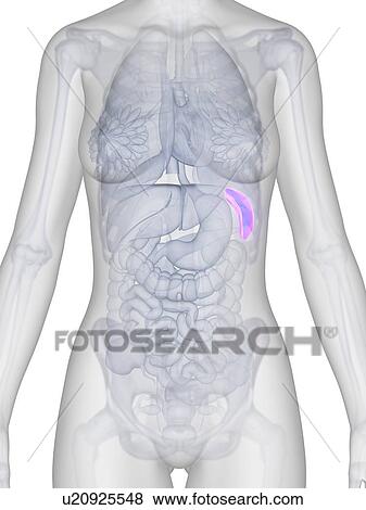 Human spleen, illustration View Large Illustration Stock Illustration - Human spleen, illustration. Fotosearch