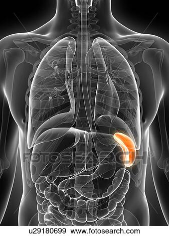 Human spleen, illustration View Large Illustration Stock Illustration - Human spleen, illustration. Fotosearch