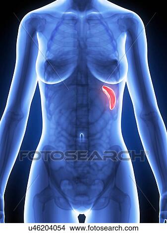Human spleen, illustration View Large Illustration Stock Illustration - Human spleen, illustration. Fotosearch