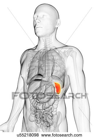 Stock Illustration - Human spleen, illustration. Fotosearch