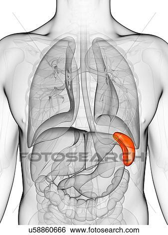 Stock Illustration - Human spleen, illustration. Fotosearch