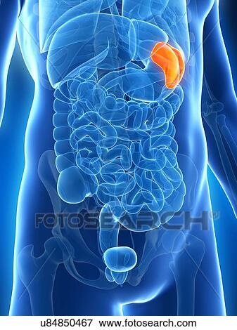 Stock Illustration - Human spleen, illustration. Fotosearch
