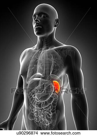 Human spleen, illustration View Large Illustration Stock Illustration - Human spleen, illustration. Fotosearch