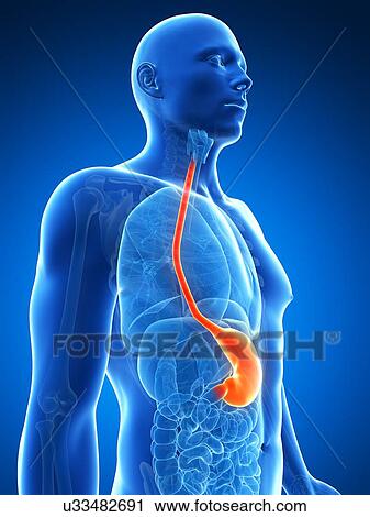 Clip Art - Human stomach, illustration. Fotosearch
