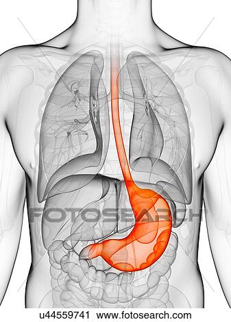 Human stomach, illustration View Large Illustration Clip Art - Human stomach, illustration. Fotosearch