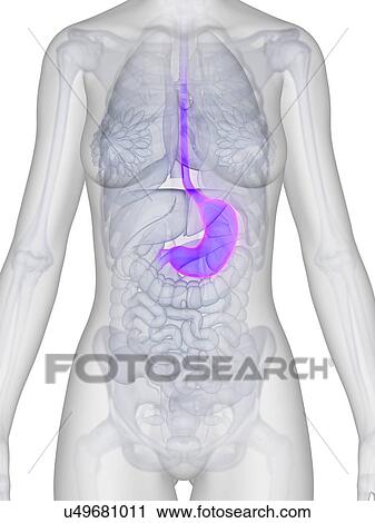Clip Art - Human stomach, illustration. Fotosearch