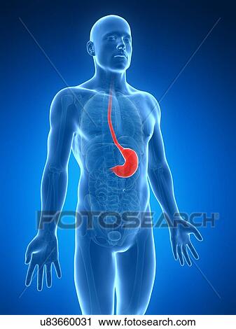 Human stomach, illustration View Large Illustration Clip Art - Human stomach, illustration. Fotosearch