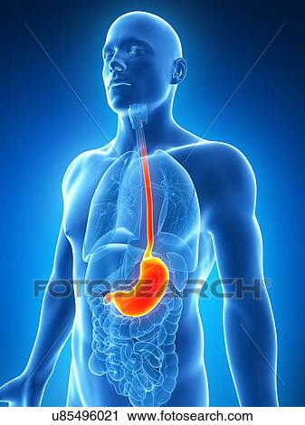 Clip Art - Human stomach, illustration. Fotosearch
