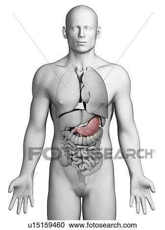 Human stomach, illustration View Large Illustration Clipart - Human stomach, illustration. Fotosearch