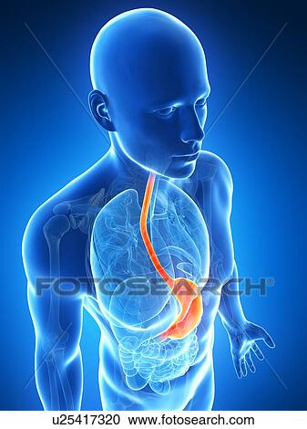 Human stomach, illustration View Large Illustration Clipart - Human stomach, illustration. Fotosearch