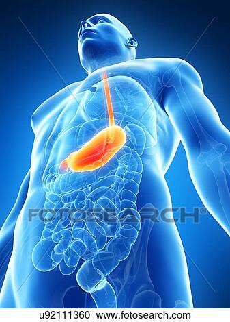 Clipart - Human stomach, illustration. Fotosearch