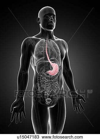 Human stomach, illustration View Large Illustration Drawing - Human stomach, illustration. Fotosearch