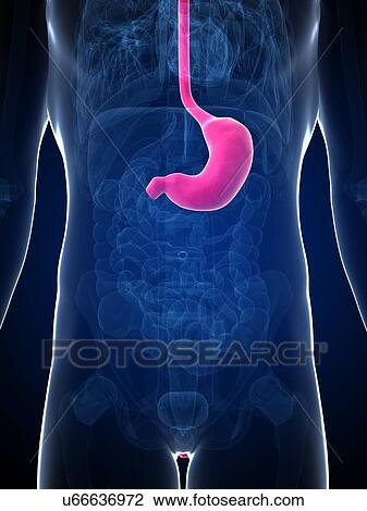 Drawing - Human stomach, illustration. Fotosearch