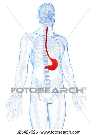 Human stomach, illustration View Large Illustration Stock Illustration - Human stomach, illustration. Fotosearch