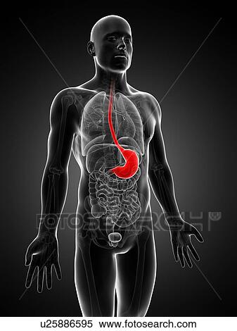 Human stomach, illustration View Large Illustration Stock Illustration - Human stomach, illustration. Fotosearch