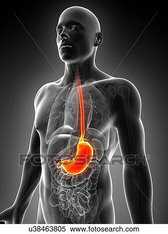 Stock Illustration - Human stomach, illustration. Fotosearch