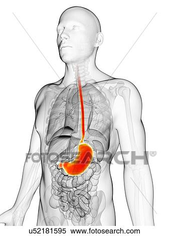 Stock Illustration - Human stomach, illustration. Fotosearch