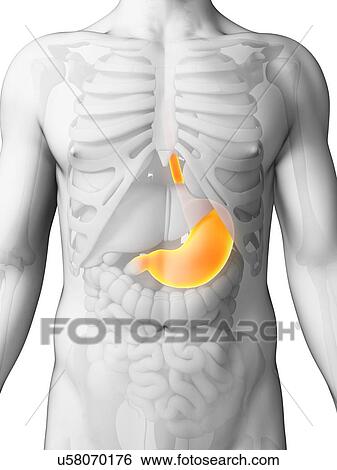 Stock Illustration - Human stomach, illustration. Fotosearch