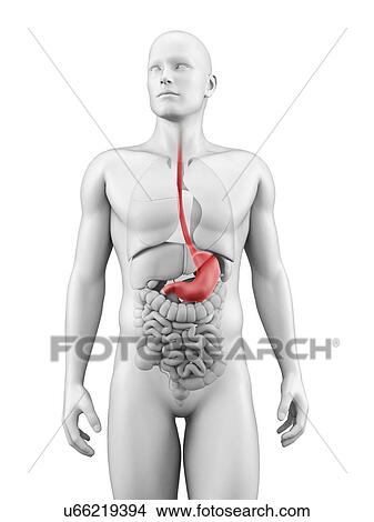 Human stomach, illustration View Large Illustration Stock Illustration - Human stomach, illustration. Fotosearch
