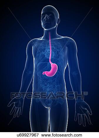 Stock Illustration - Human stomach, illustration. Fotosearch