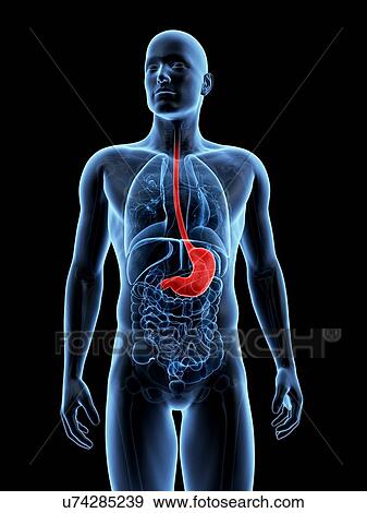 Stock Illustration - Human stomach, illustration. Fotosearch