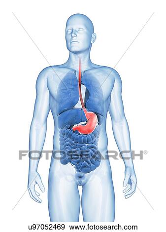 Human stomach, illustration View Large Illustration Stock Illustration - Human stomach, illustration. Fotosearch