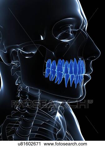 Clip Art - Human teeth, illustration. Fotosearch