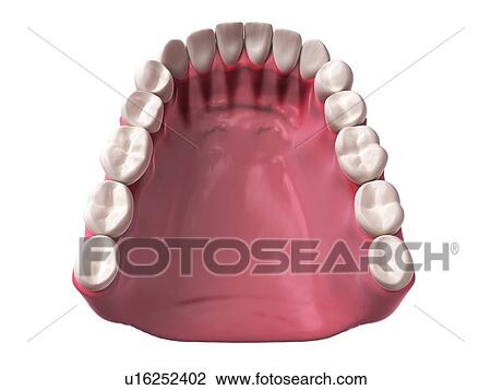 Drawing - Human teeth, illustration. Fotosearch