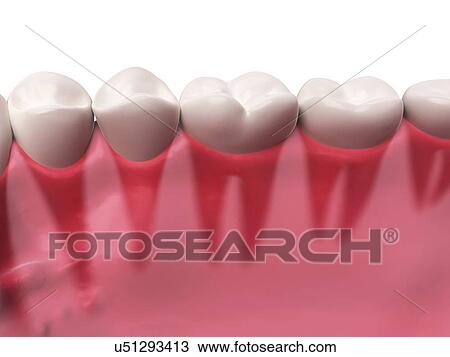 Human teeth, illustration View Large Illustration Drawing - Human teeth, illustration. Fotosearch