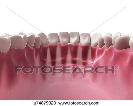 Drawing - Human teeth, illustration. Fotosearch
