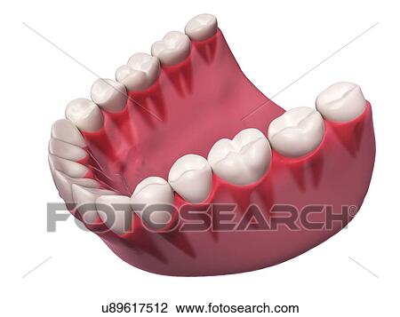 Human teeth, illustration View Large Illustration Drawing - Human teeth, illustration. Fotosearch