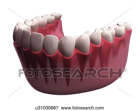 Human teeth, illustration View Large Illustration Stock Illustration - Human teeth, illustration. Fotosearch